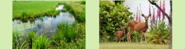 Wildlife Pictures