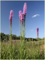 Blazing Star